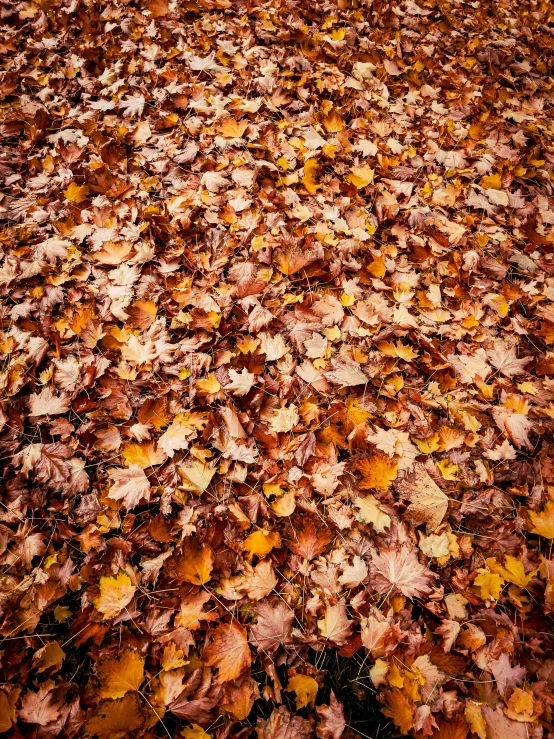 leaves that are covering the ground in fall