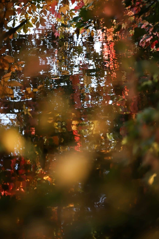 a blurry po of trees and water with orange leaves