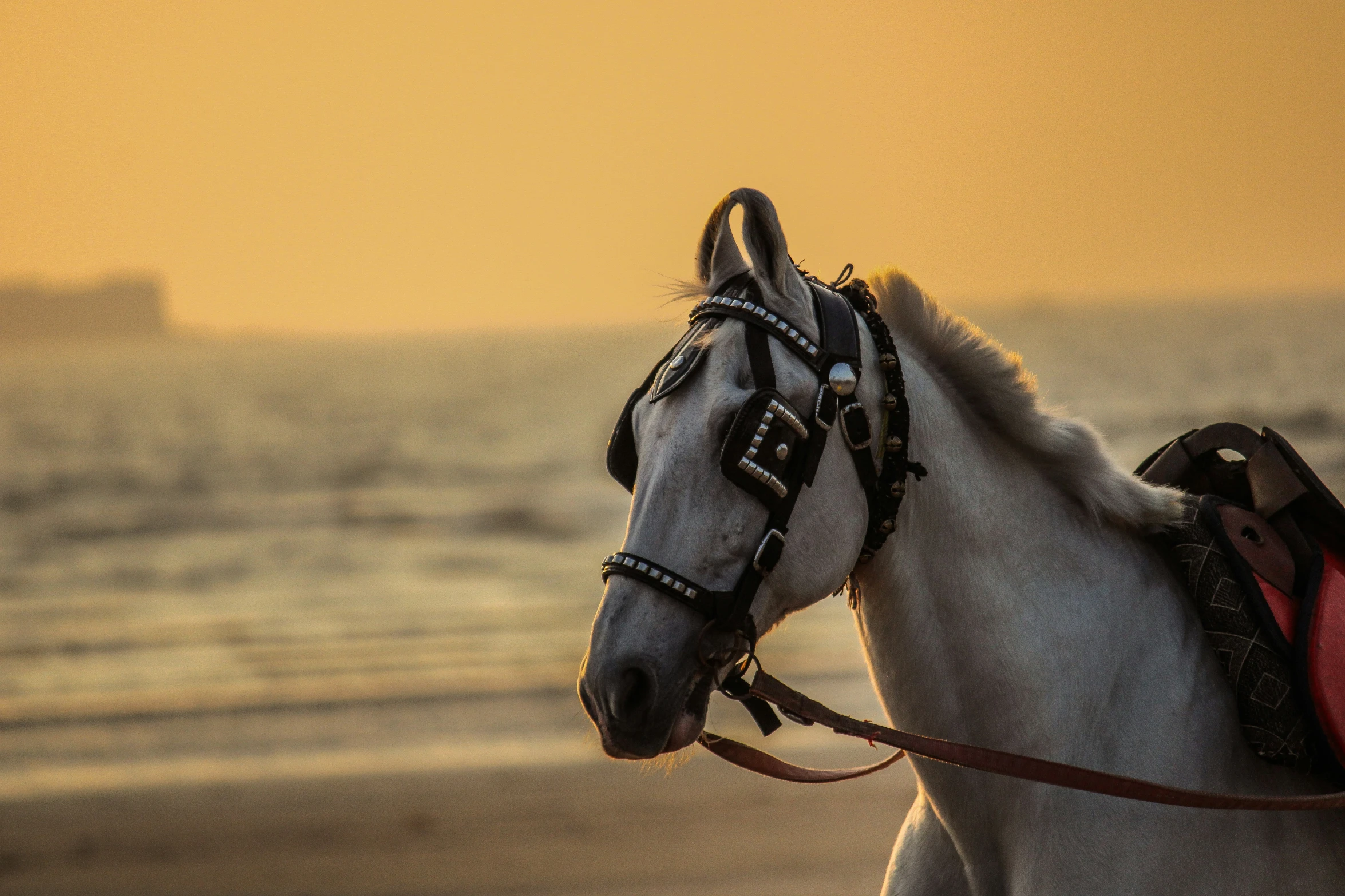 the grey horse is standing near the beach and some water