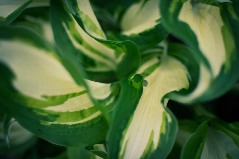 close up of green and white leaves in a flower bed