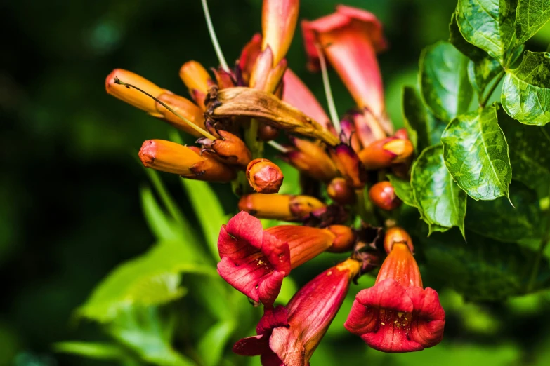 red flowers are blossoming in an open area