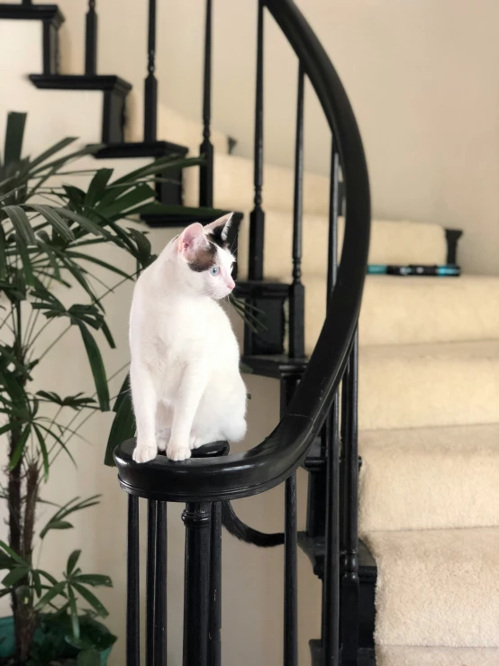 a cat sits on the stair rail on a banister