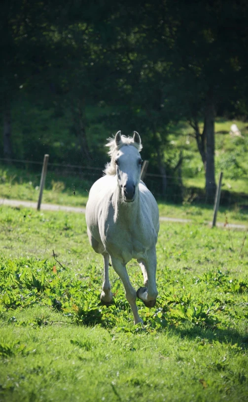 there is a white horse that runs in the grass