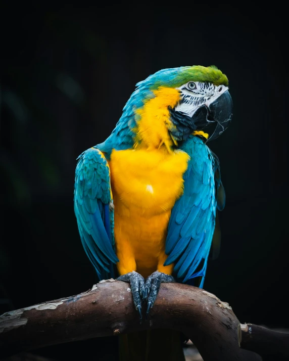 a blue, green and gold parrot perched on top of a nch