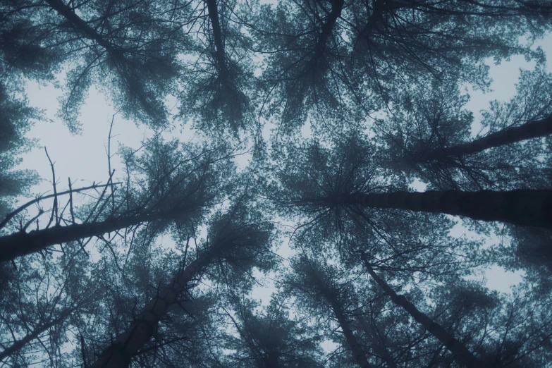 several tall trees in the forest are looking up into the sky