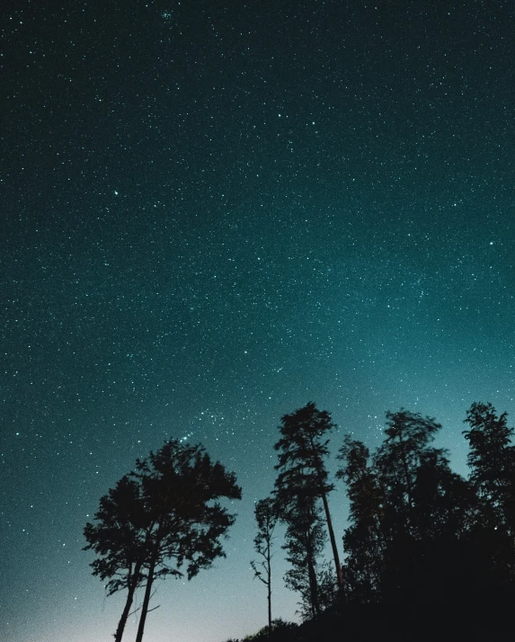 a group of pine trees silhouetted against the night sky