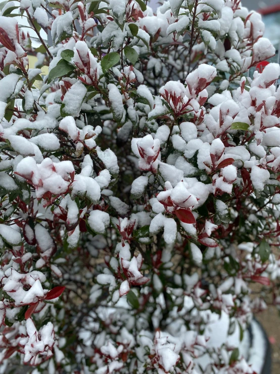 a red bush has snow on the nches