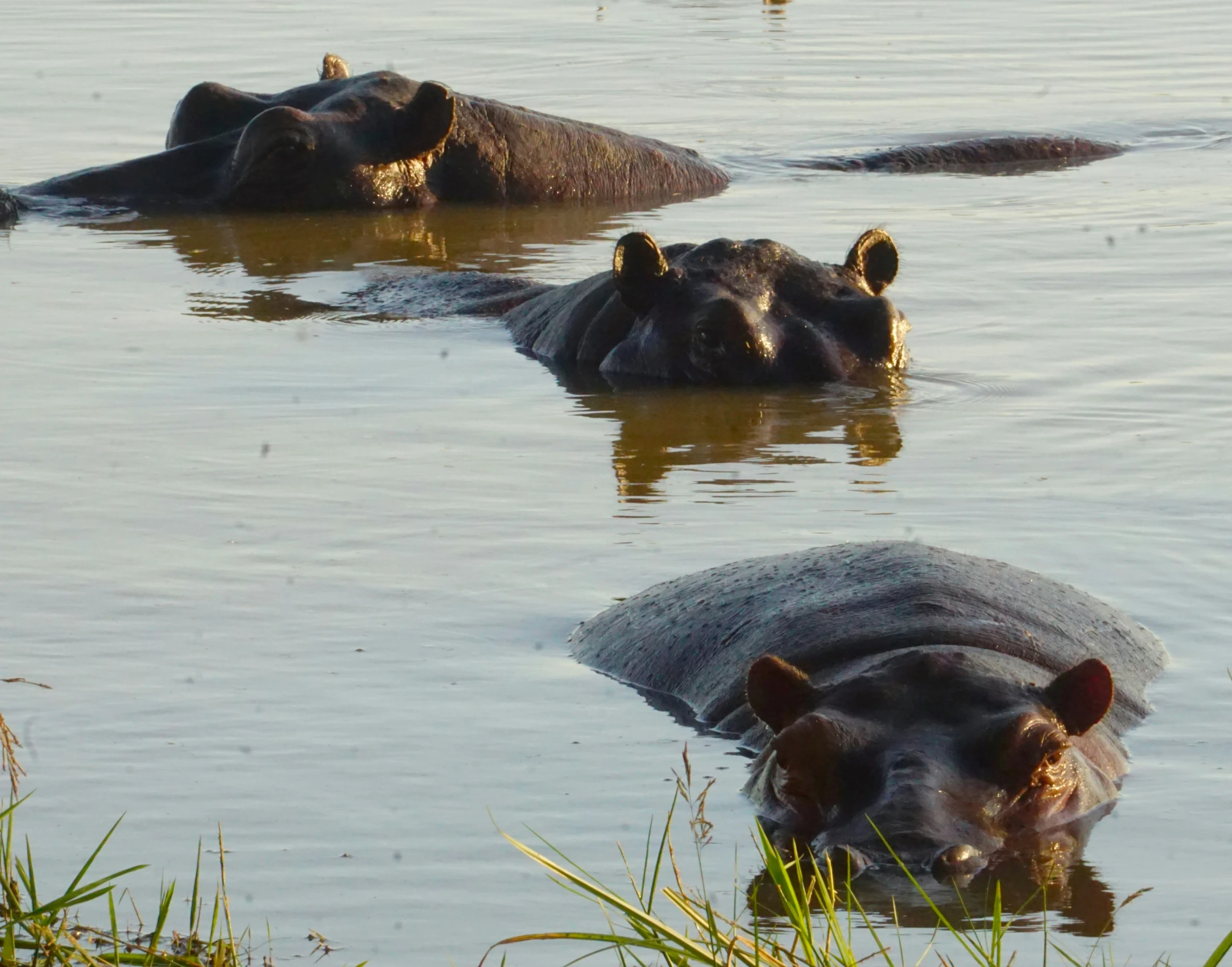 hippos swimming in the water together during the day