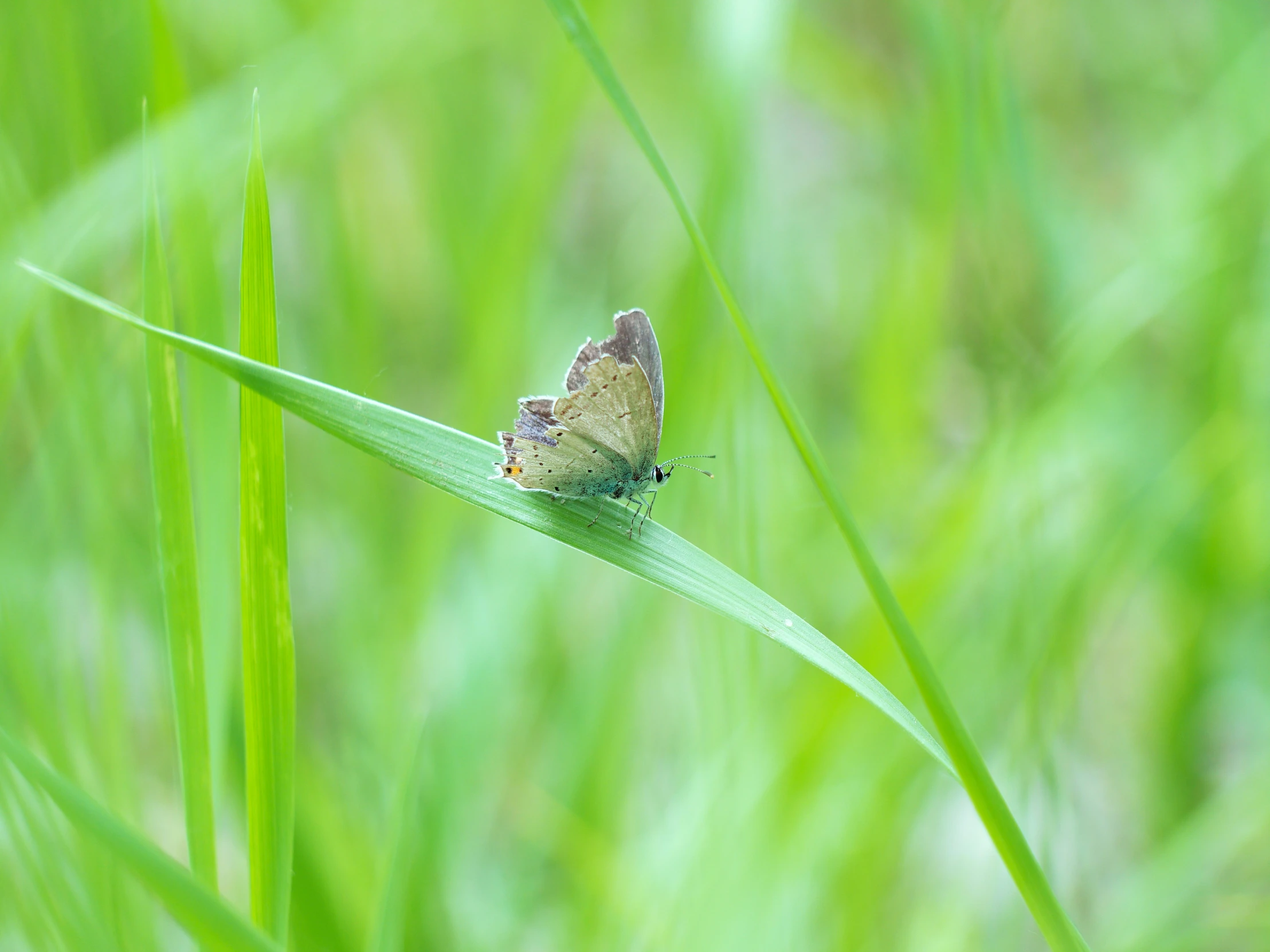 the erfly is perched on a blade of grass