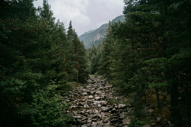 a bunch of stones in the woods under a cloudy sky