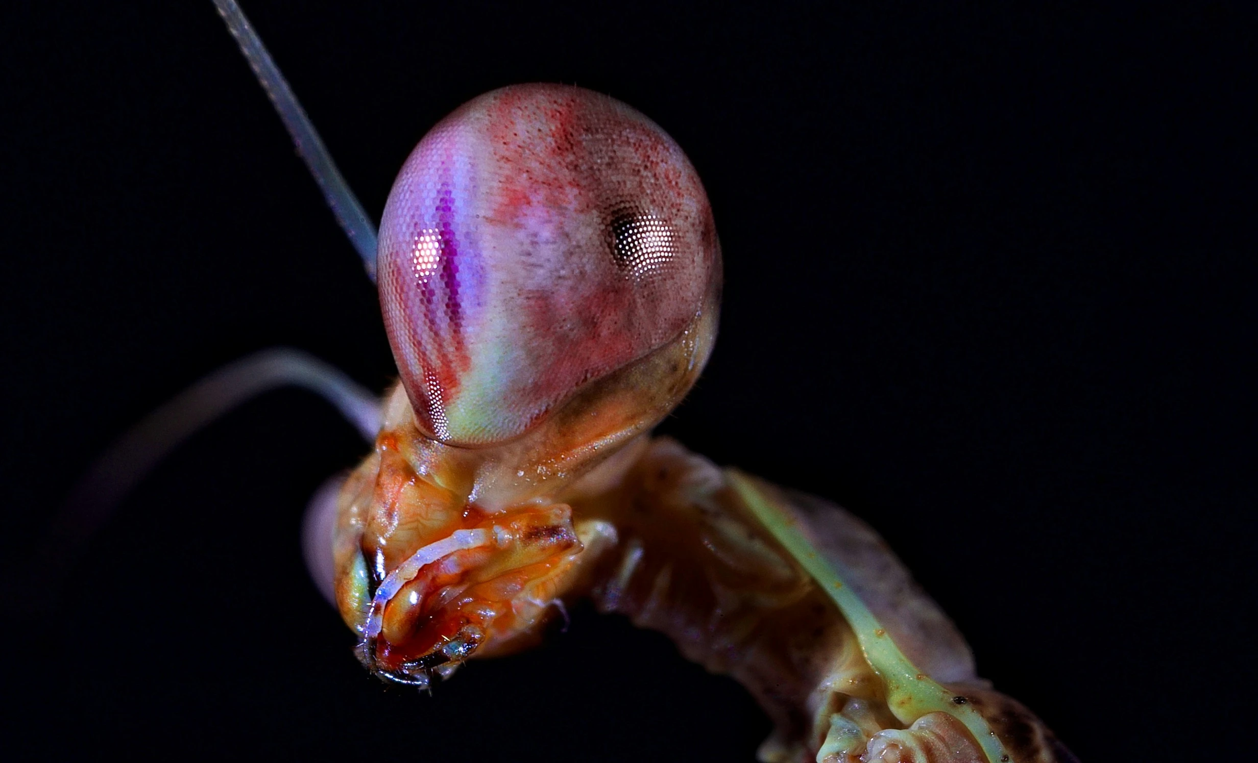 close up view of a colorful insect in black