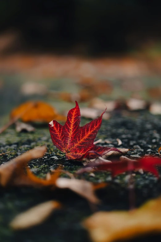 an autumn leaf is laying on the ground