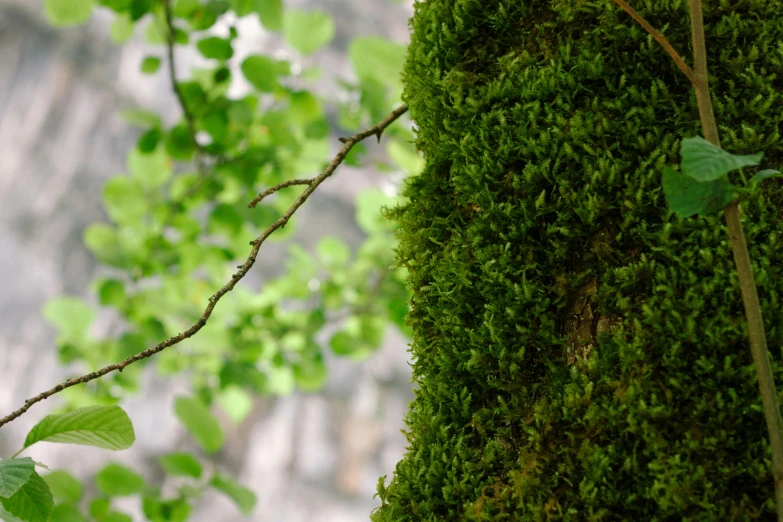 some green moss growing on a tree nch