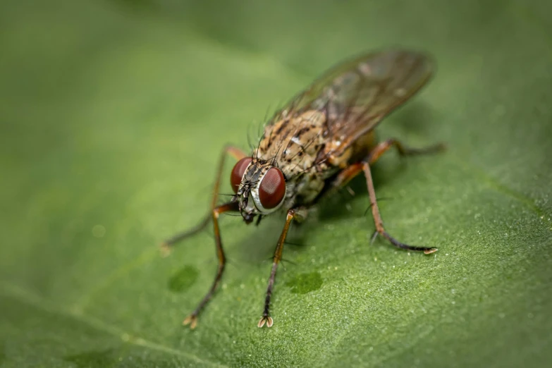 an insect sits on a leaf with large wings