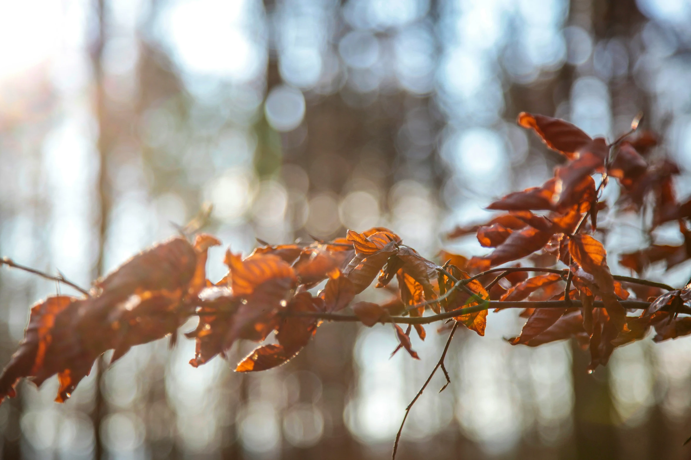 close up view of leaves with trees in the background