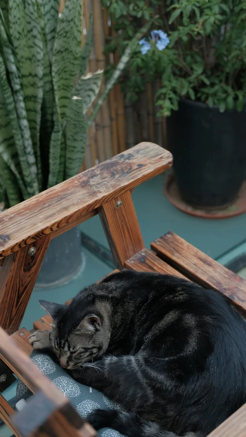 a cat is resting on a small wooden bench