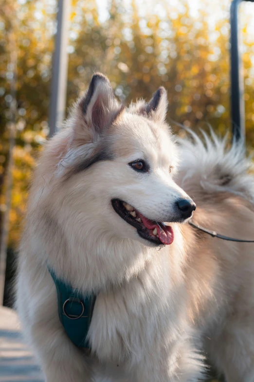 two fluffy dogs walking down a sidewalk with one wearing a leash