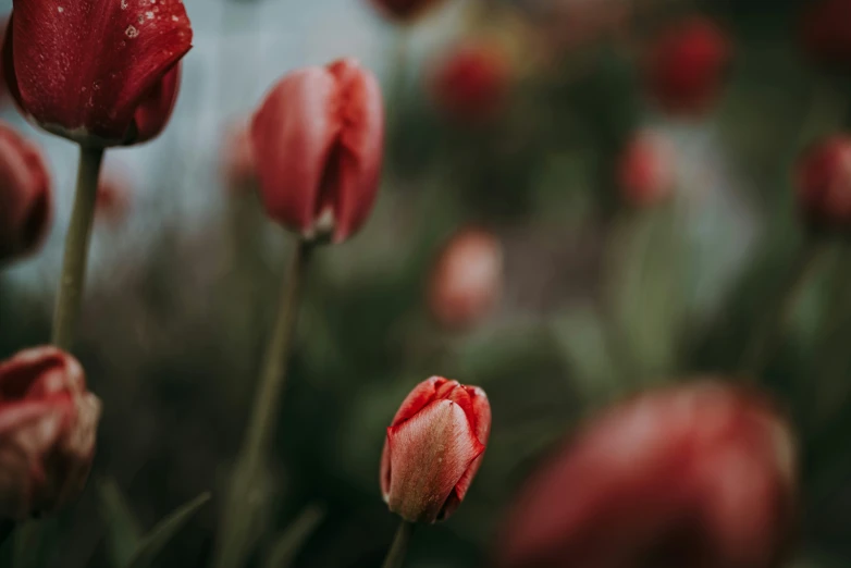 a group of pink flowers that are blooming in the rain