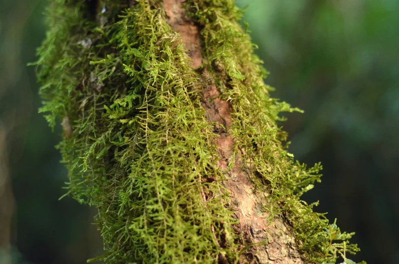 closeup view of a tree trunk covered with moss