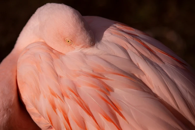 the wing of a flamingo that is large and pink