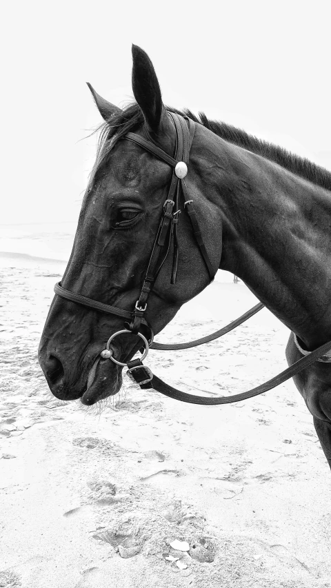 black horse standing on a beach by the ocean