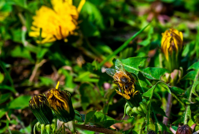 a field with flowers that are being cleaned