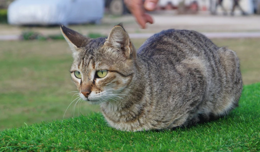 a striped cat with yellow eyes laying on the grass