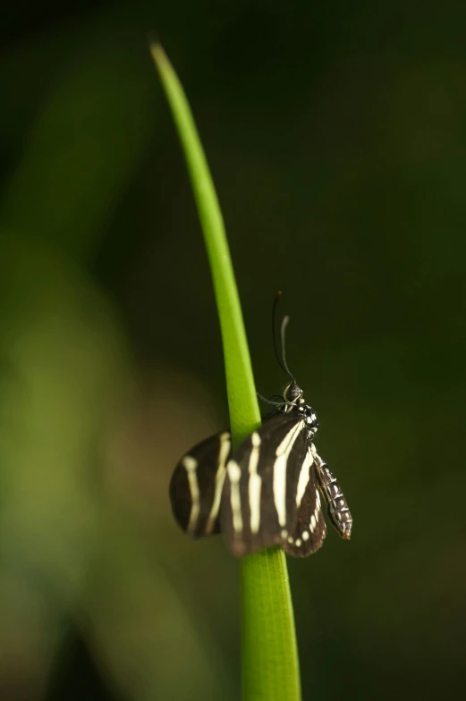 a ze standing on top of a green blade of grass