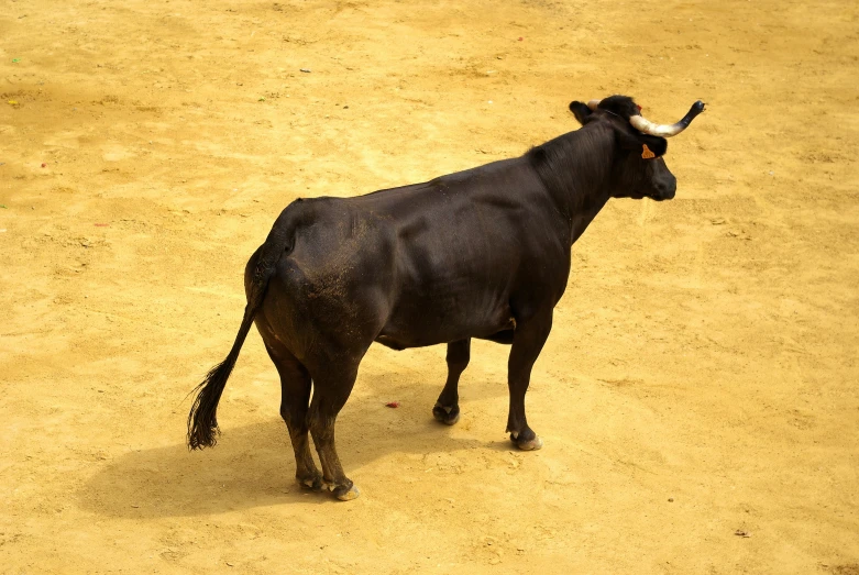 a black cow is walking through the dirt