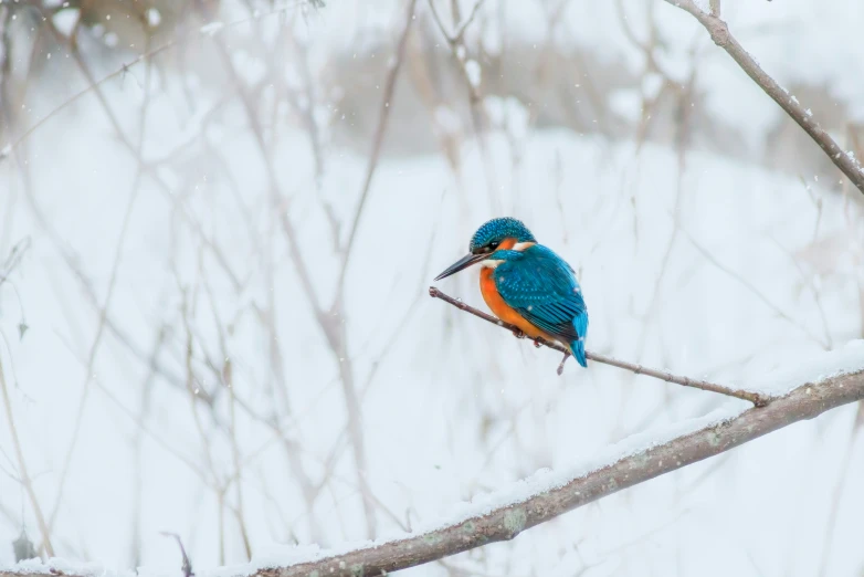 a brightly colored bird is sitting on a nch in the snow