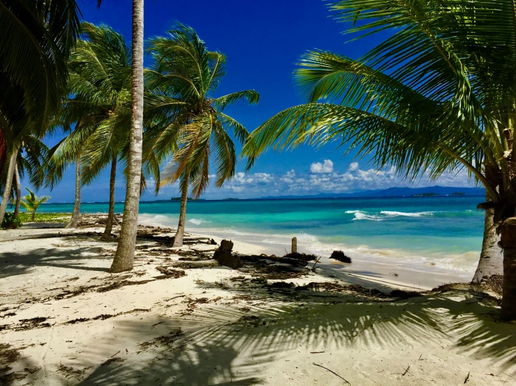 the beach is covered by lots of palm trees