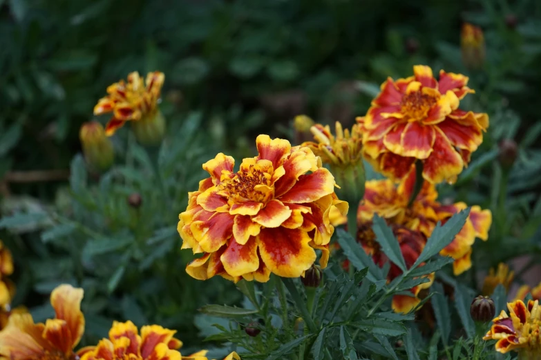 a group of flowers that are yellow and orange