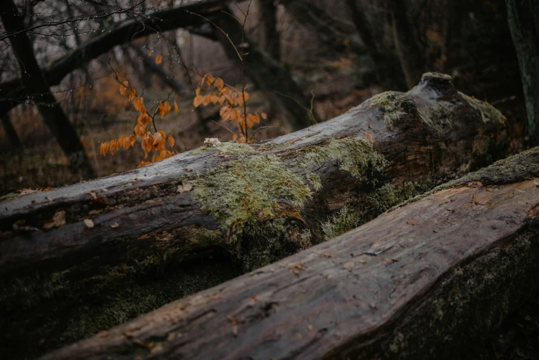 the log is sitting in the forest that is covered with moss