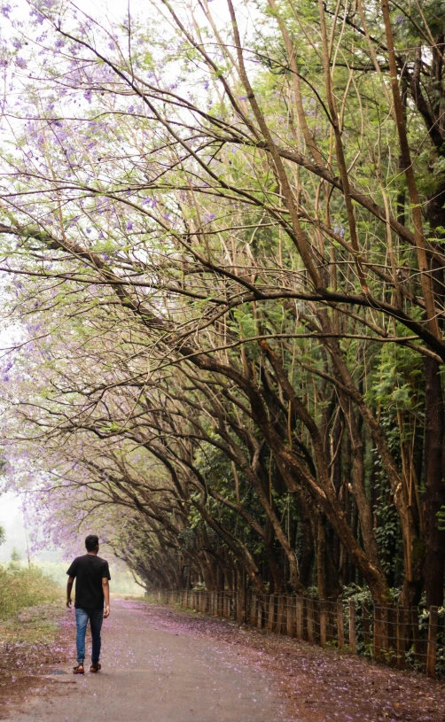 a man is walking down a path lined with trees