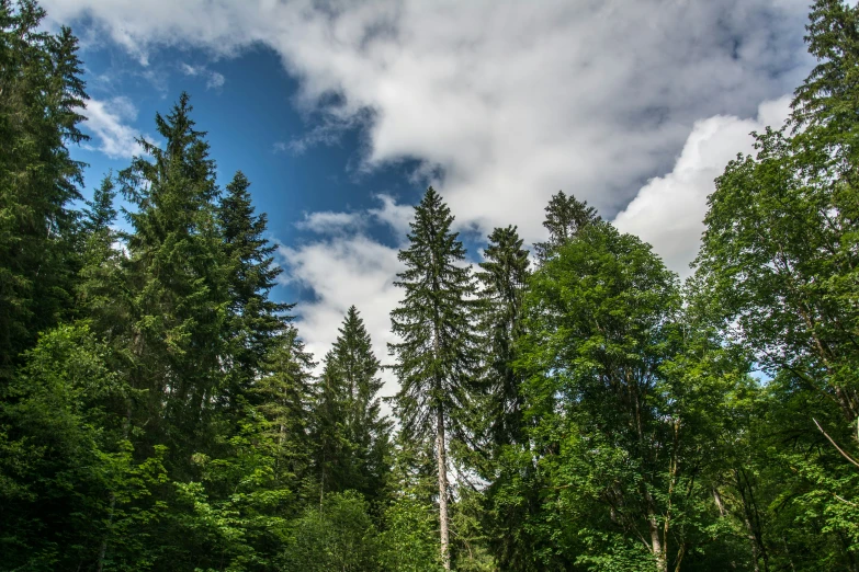 a field in the woods with green grass and trees