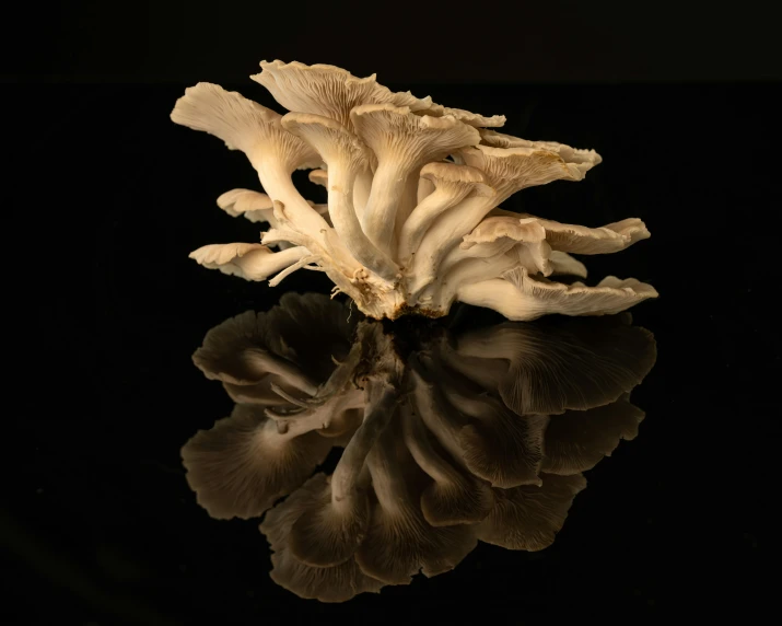 a group of mushrooms sit on top of the table