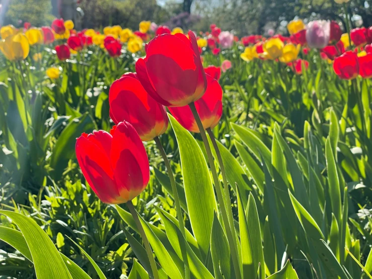 tulips are blooming in a field, with the sun shining on them