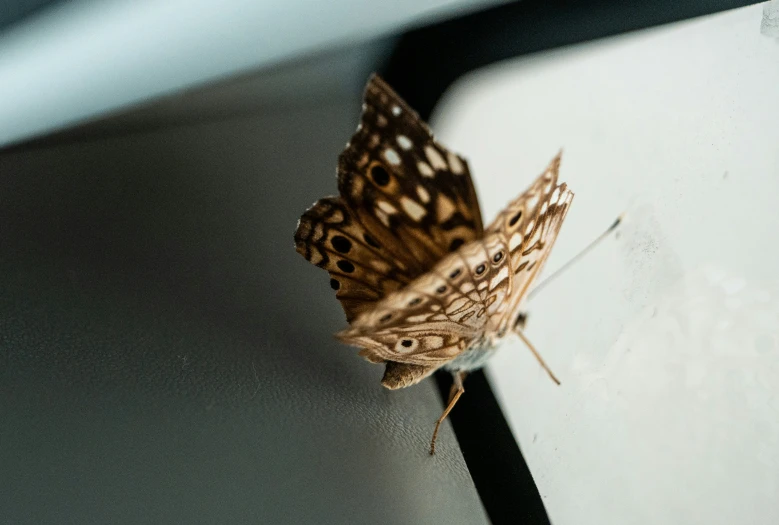 a moth is on the back window of a vehicle