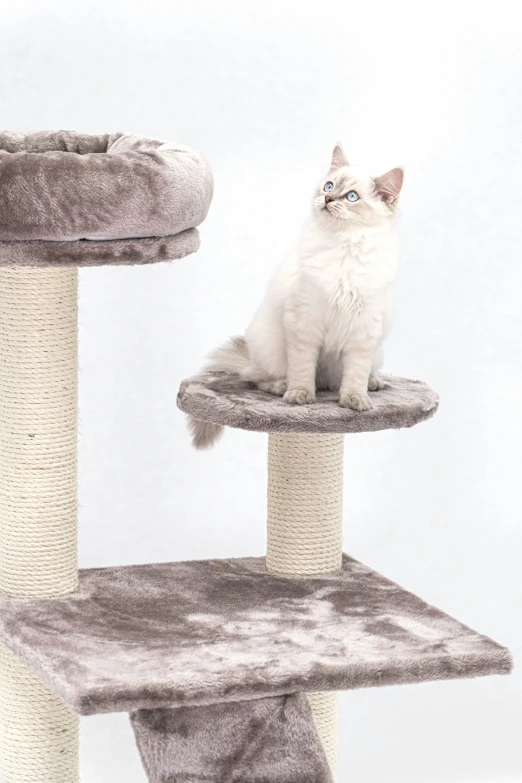 a white cat sitting on top of a scratch post