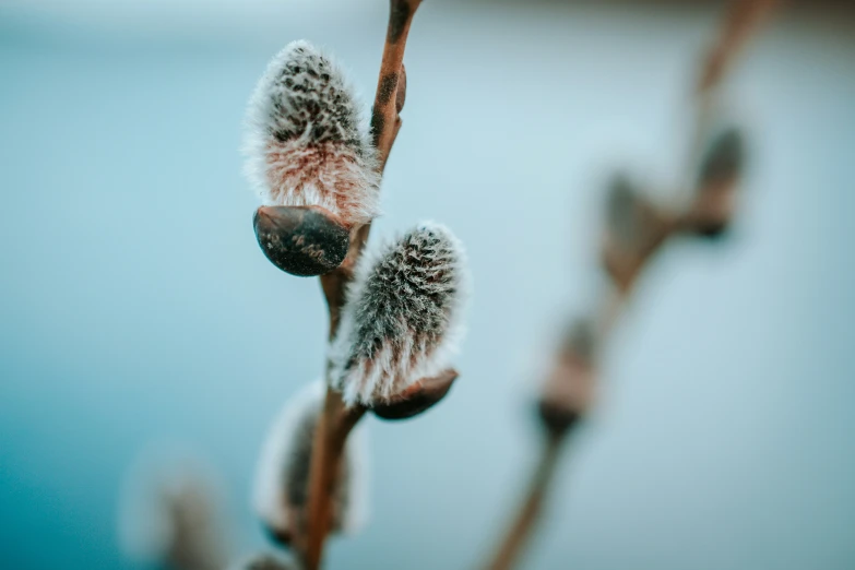 a small tree nch with some very fuzzy leaves