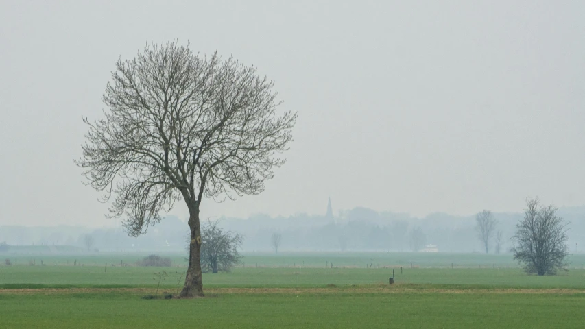 a tree in a field on a foggy day