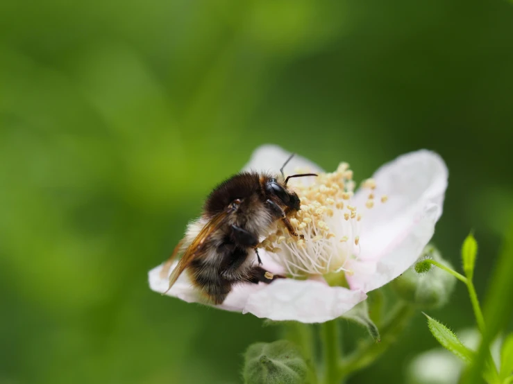 a bee is eating on a flower