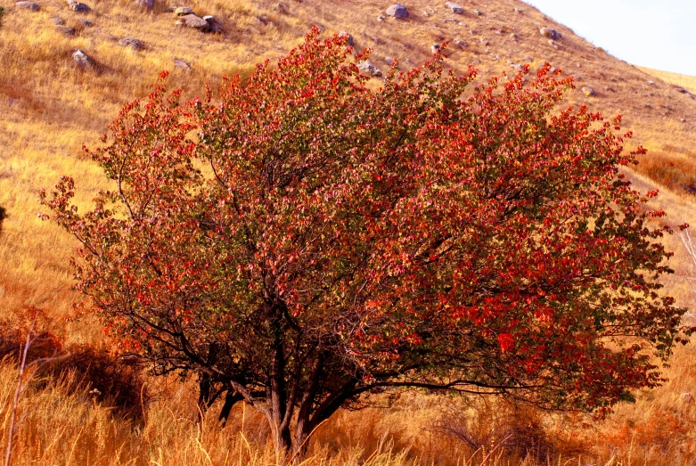 red tree near a large mound of rocks in front of brown hill