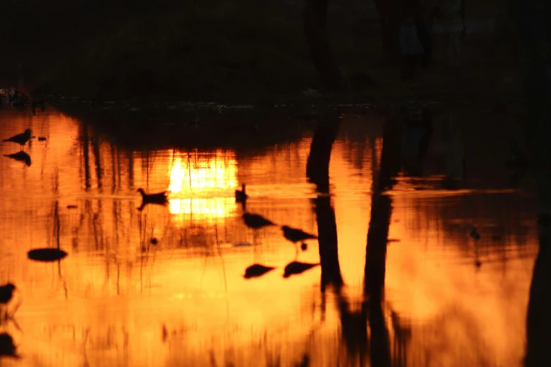 a large body of water that has some birds swimming