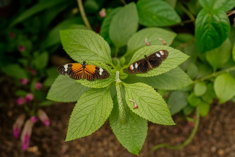 two brown and orange erflies sit on top of a leaf