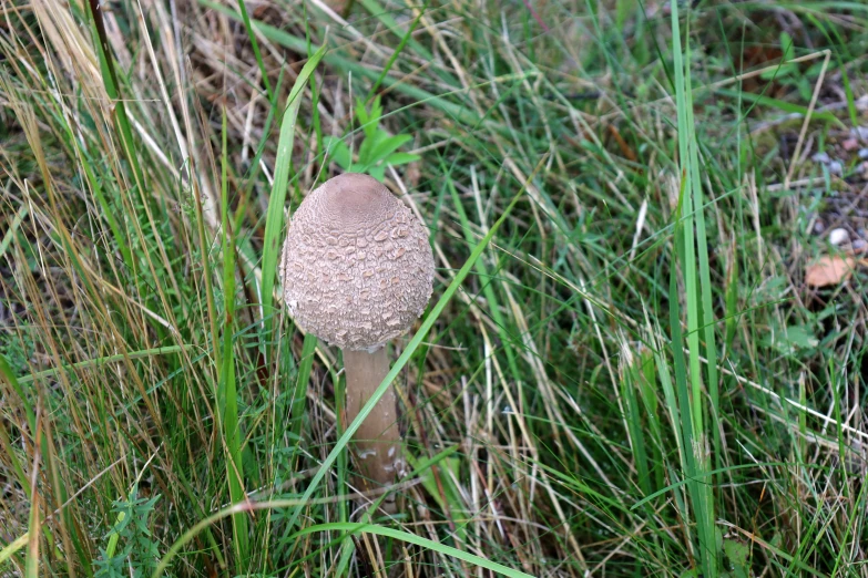 this is a mushroom in the grass