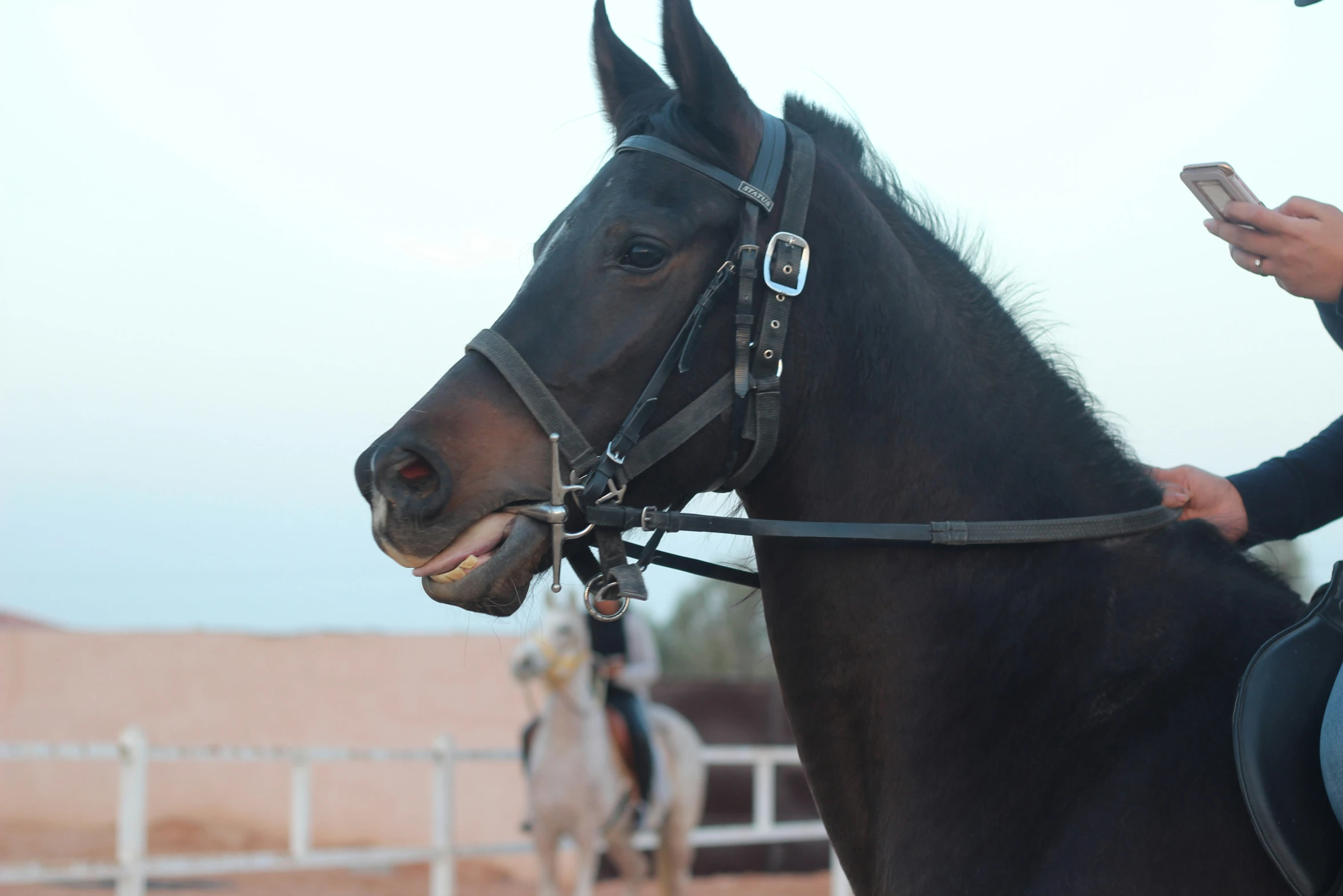 a black horse with its mouth open standing by the fence