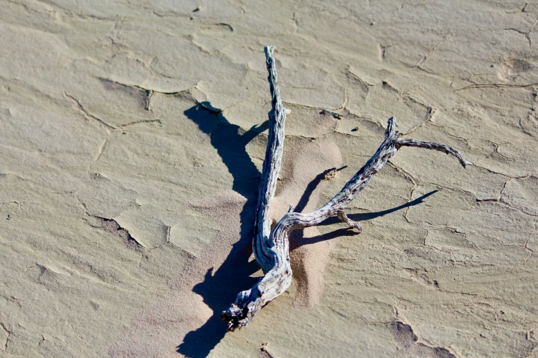 a dead tree on the sand of an area with no vegetation