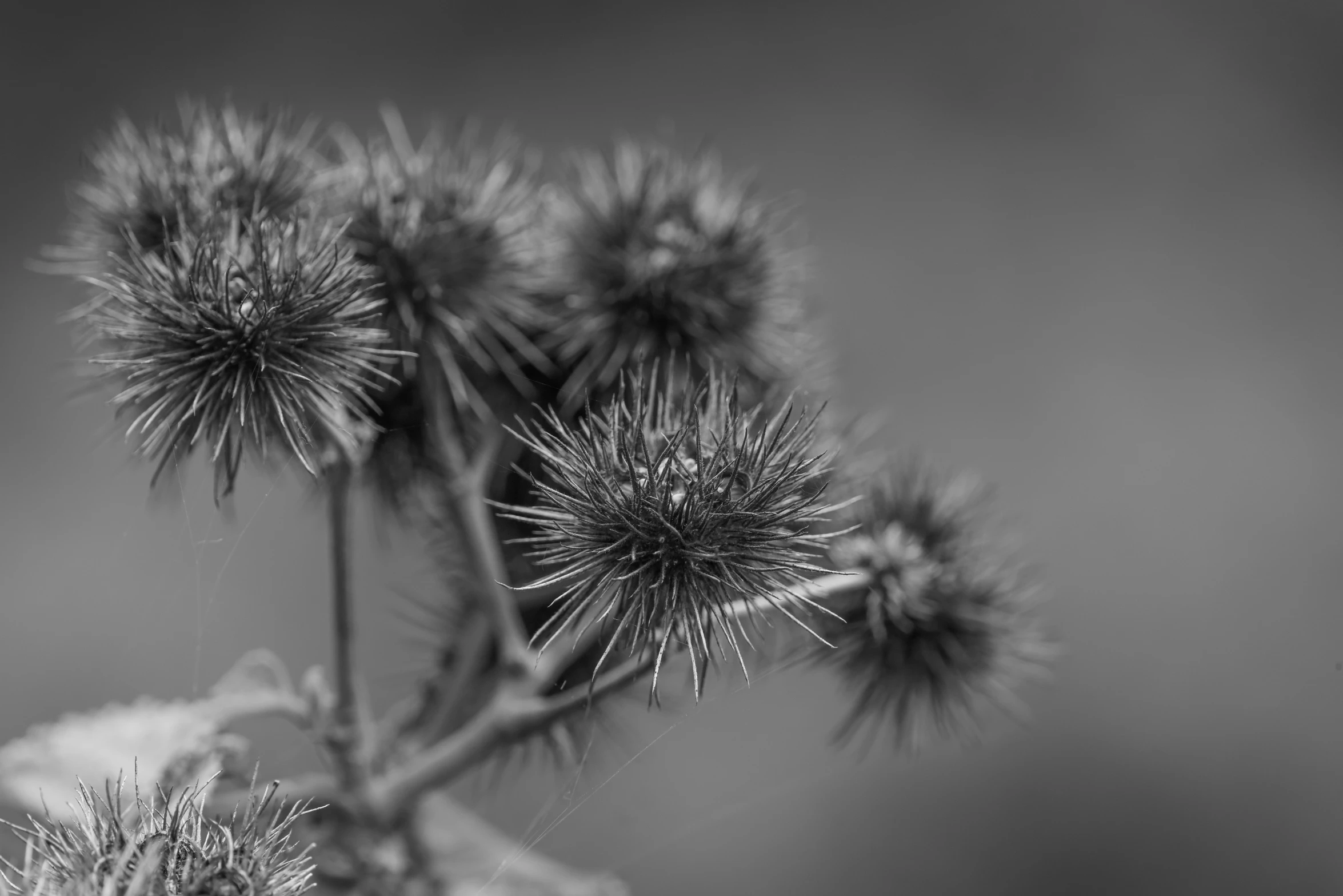 a small plant with several small flowers growing from it