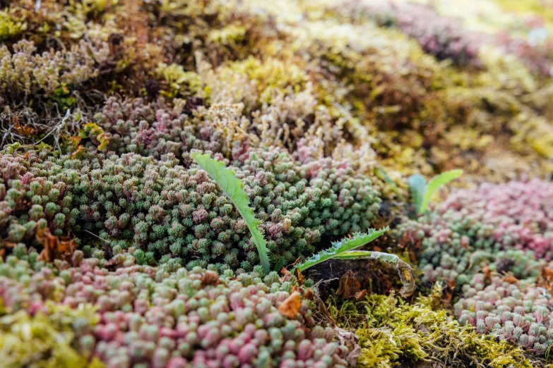 a very close up picture of an area with lots of vegetation